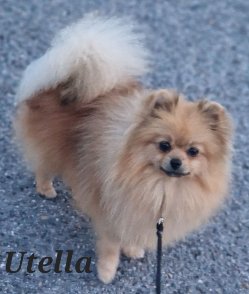 Utella Du Domaine De Charroi