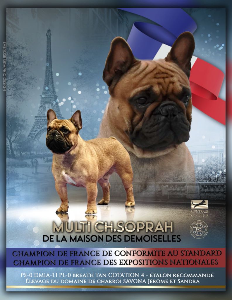 Nouveau CHAMPION DE FRANCE DE CONFORMITÉ AU STANDARD 2025 