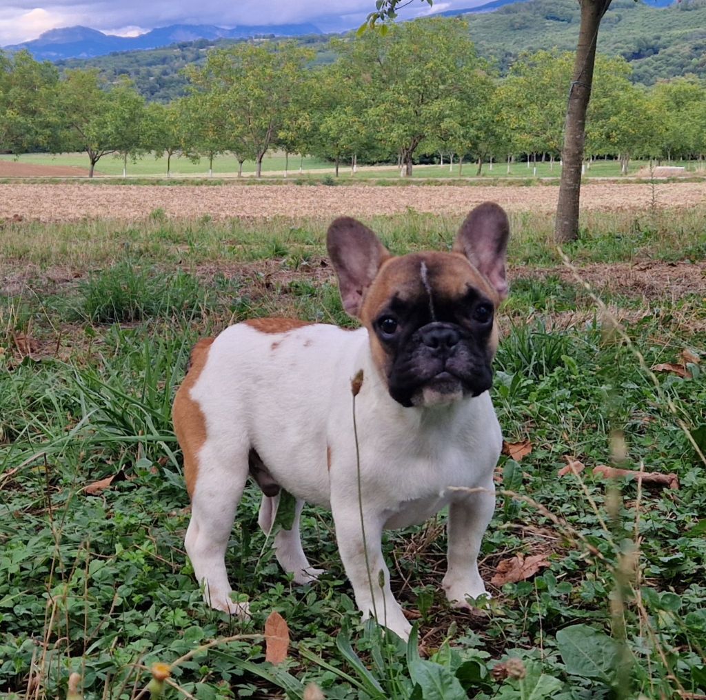 Du Domaine De Charroi - Chiots disponibles - Bouledogue français