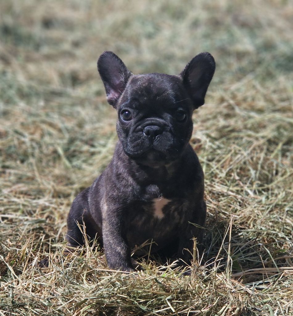 Du Domaine De Charroi - Chiots disponibles - Bouledogue français