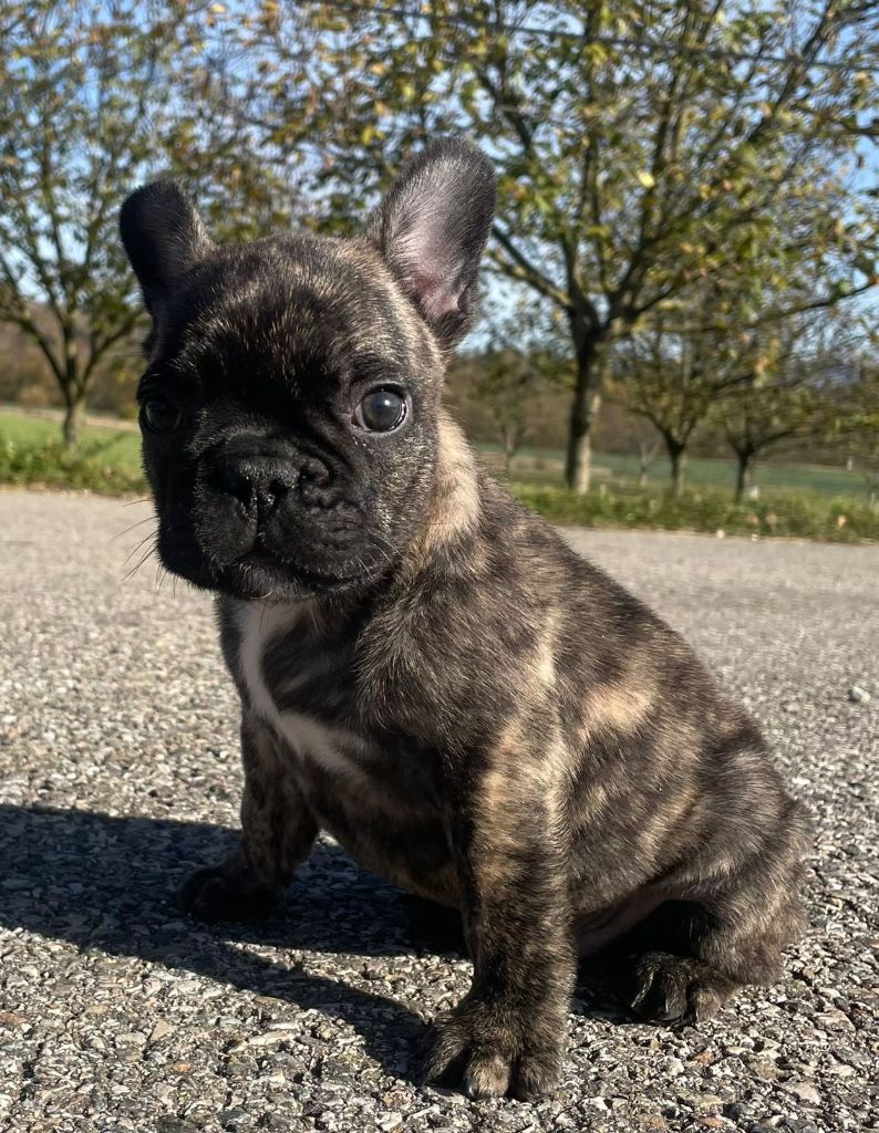Du Domaine De Charroi - Chiots disponibles - Bouledogue français