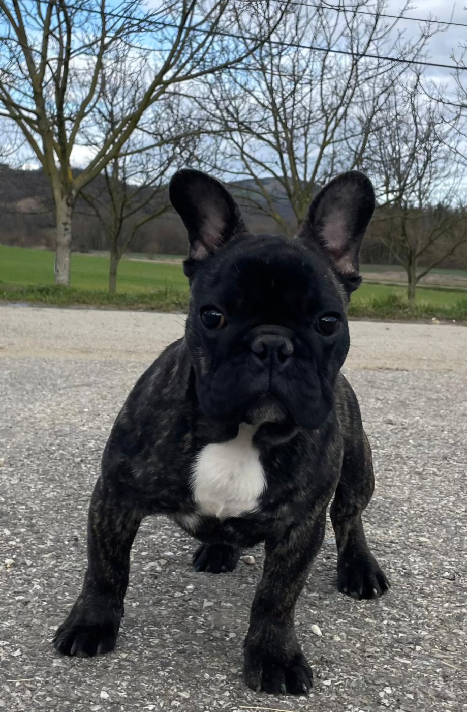 Du Domaine De Charroi - Chiots disponibles - Bouledogue français