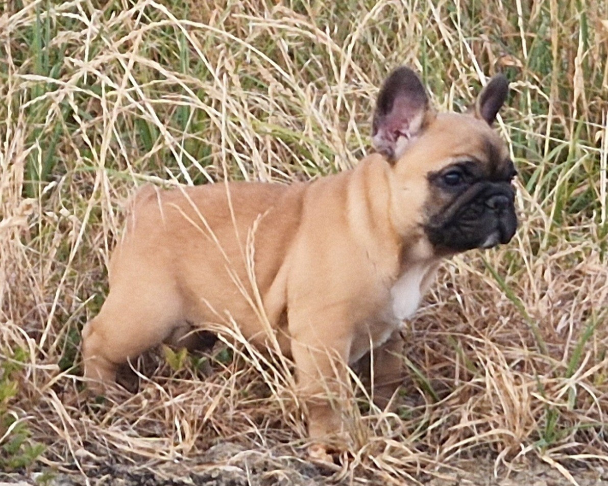 Du Domaine De Charroi - Chiots disponibles - Bouledogue français