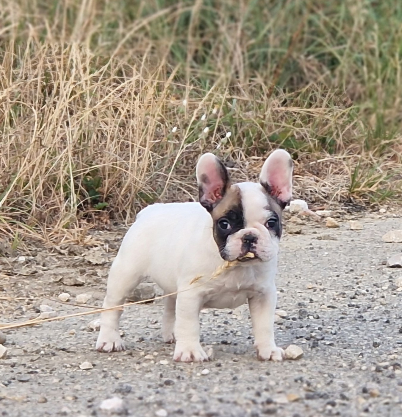Du Domaine De Charroi - Chiots disponibles - Bouledogue français