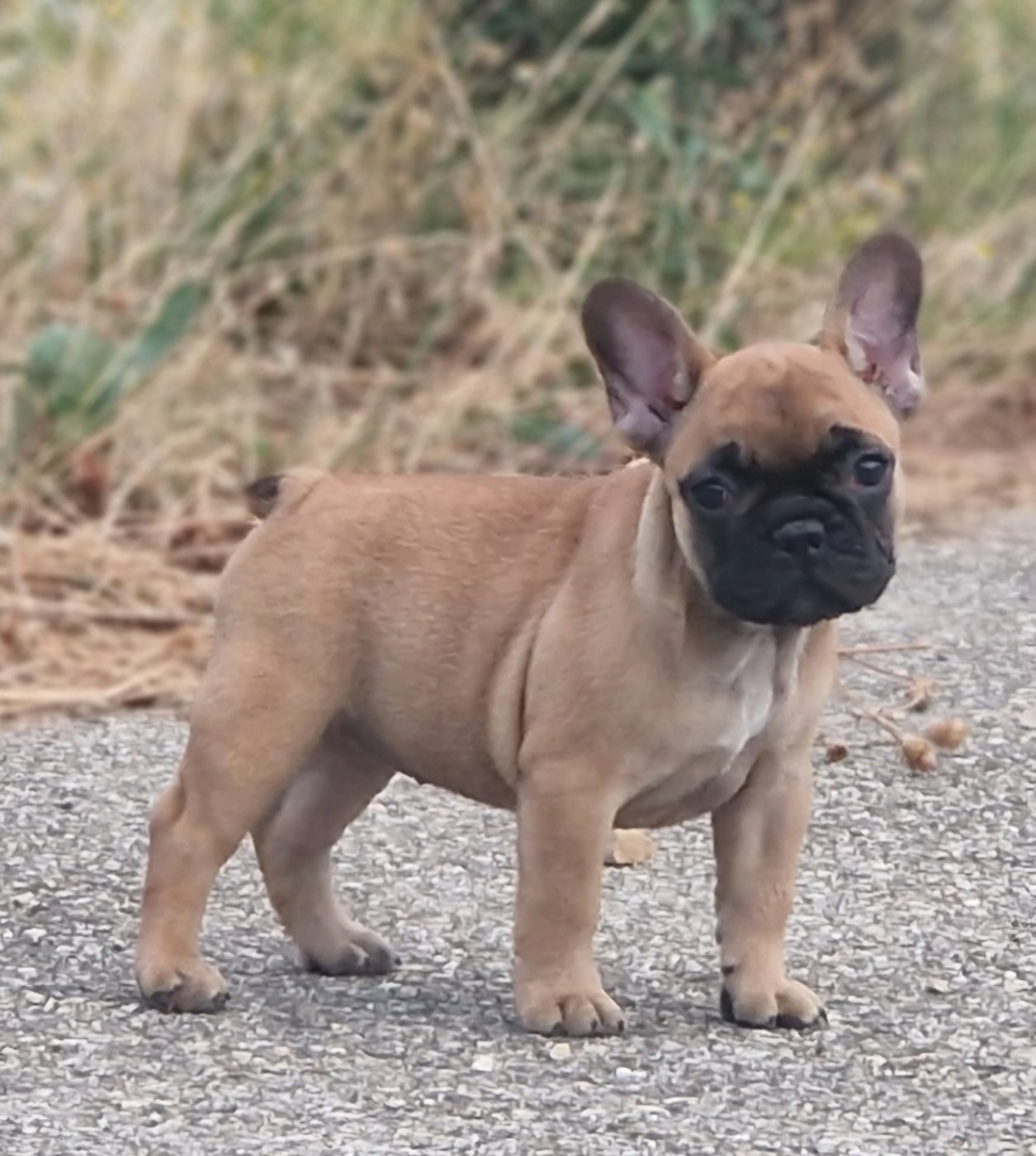 Du Domaine De Charroi - Chiots disponibles - Bouledogue français