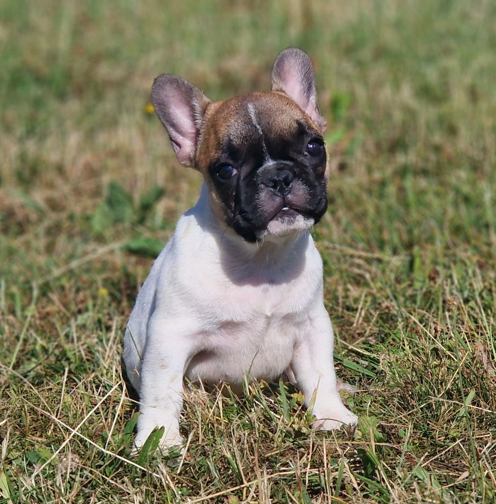 Du Domaine De Charroi - Chiots disponibles - Bouledogue français
