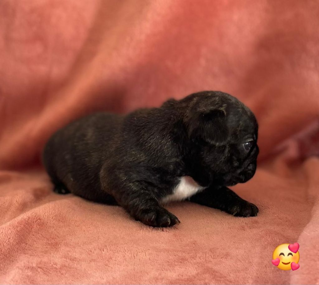 Du Domaine De Charroi - Chiots disponibles - Bouledogue français