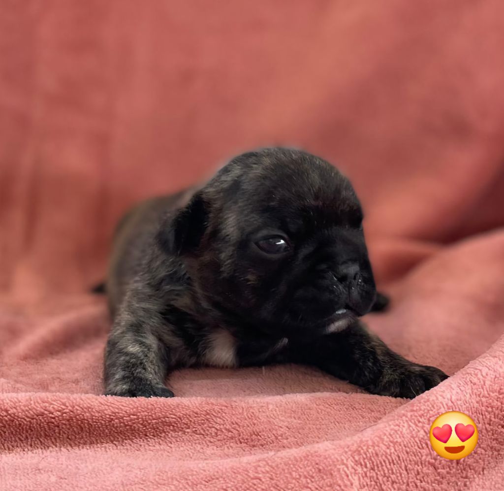 Du Domaine De Charroi - Chiots disponibles - Bouledogue français