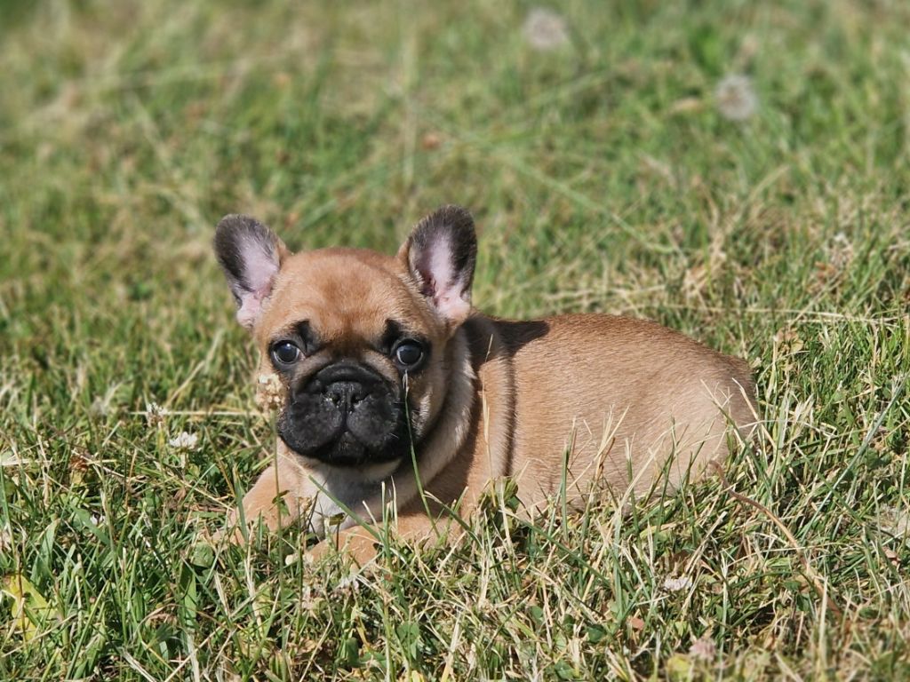 Du Domaine De Charroi - Chiots disponibles - Bouledogue français