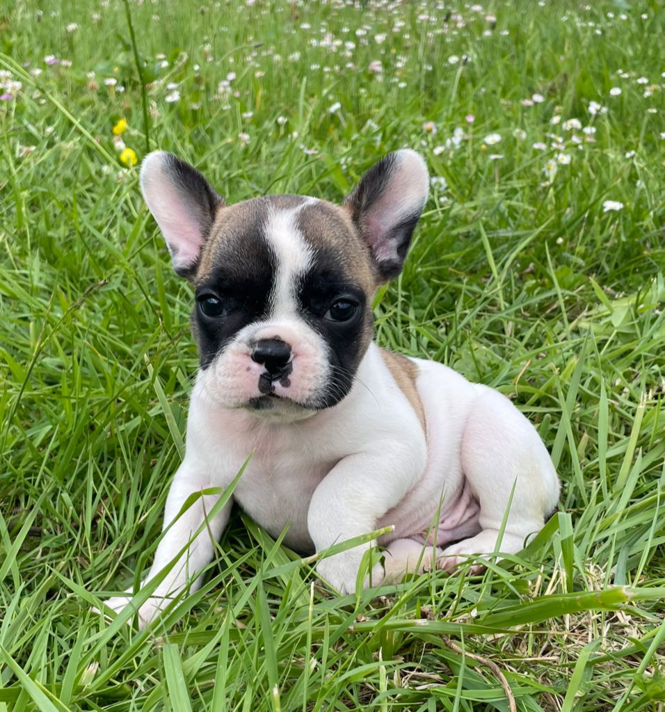 Du Domaine De Charroi - Chiots disponibles - Bouledogue français