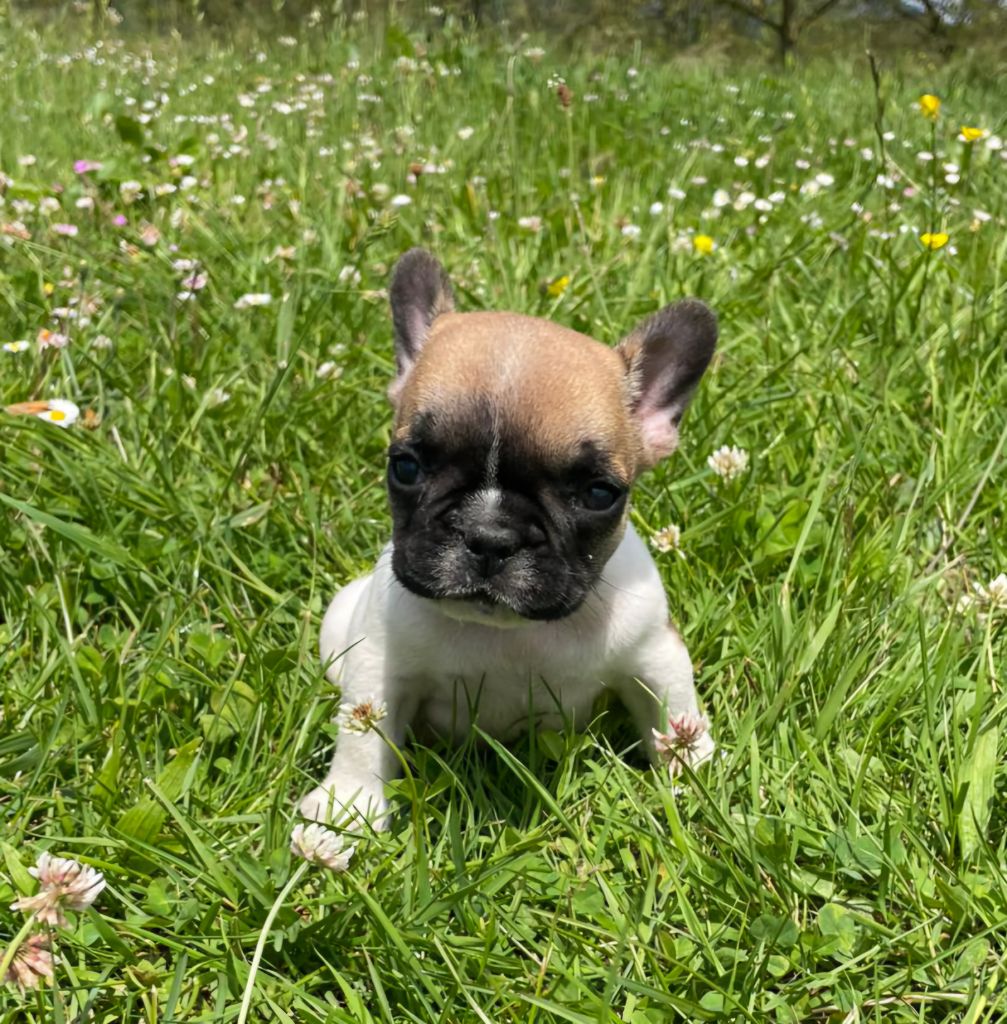 Du Domaine De Charroi - Chiots disponibles - Bouledogue français