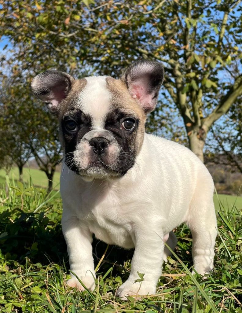 Du Domaine De Charroi - Chiots disponibles - Bouledogue français