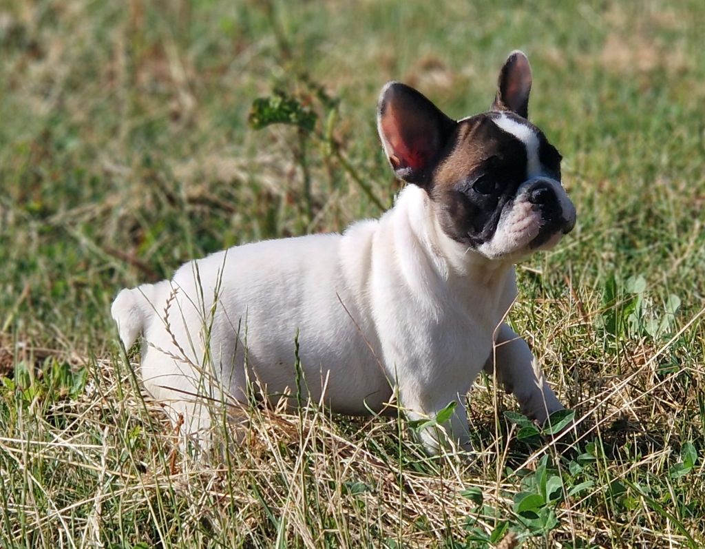 Du Domaine De Charroi - Chiots disponibles - Bouledogue français