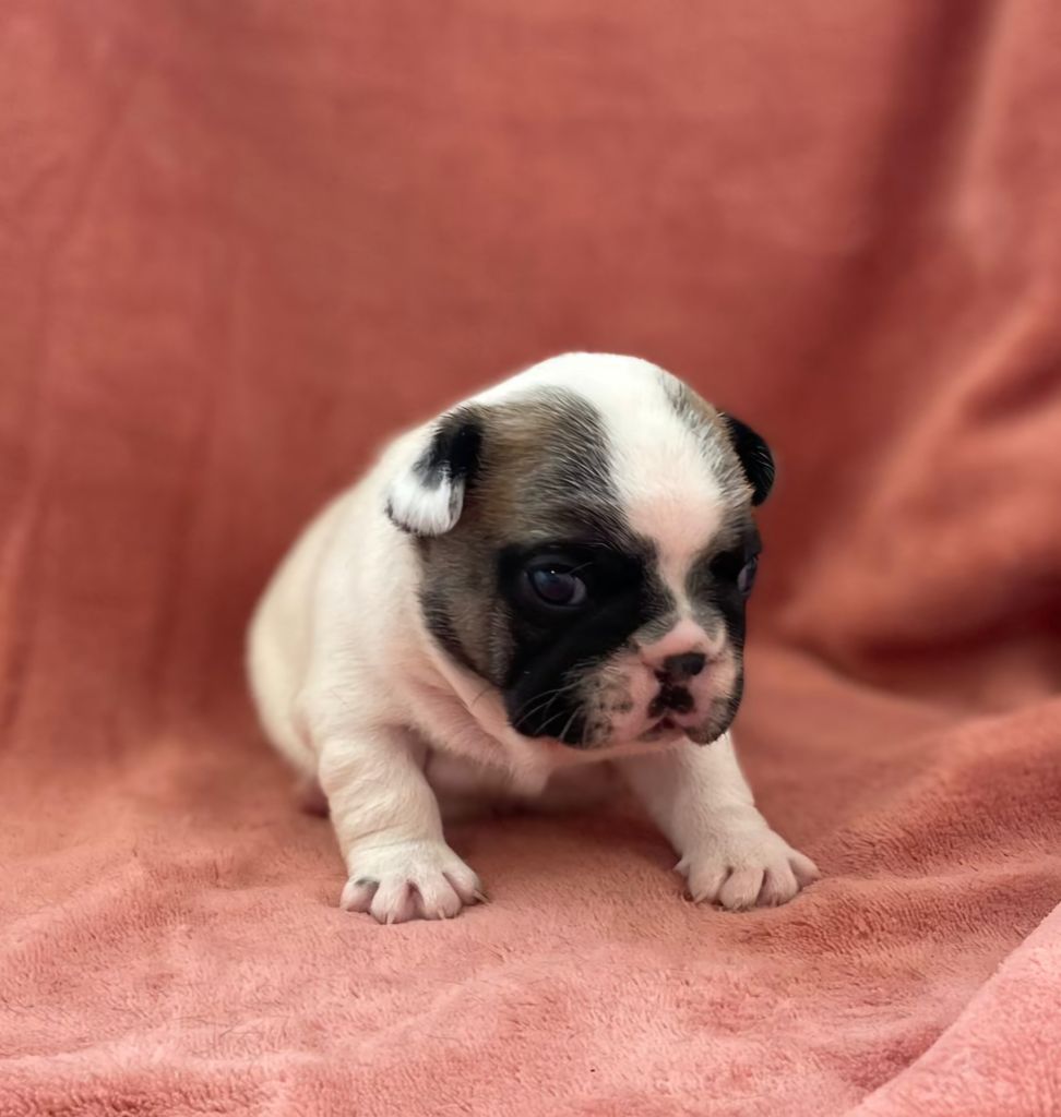 Du Domaine De Charroi - Chiots disponibles - Bouledogue français